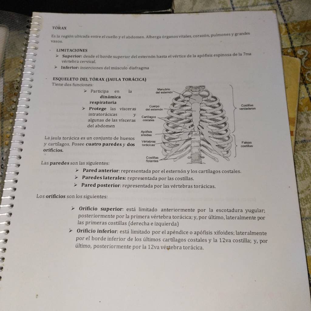Torax
